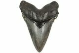 Serrated, Fossil Megalodon Tooth - Massive SC Meg! #204581-1